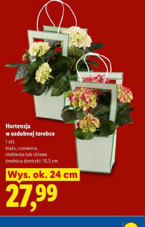 Hortensja w ozdobnej torebce