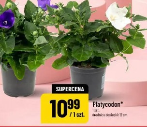Platycodon