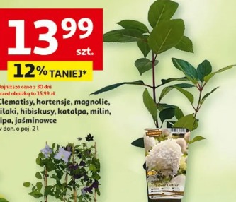 Clematisy, hortensje, magnolie, lilaki, hibiskusy, katalpa, milin, lipa, jaśminowce