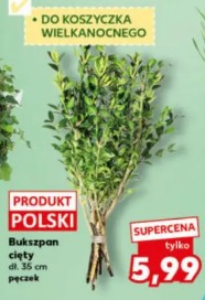 Bukszpan cięty pęczek