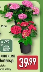 Gardenline hortensja
