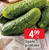 Ogórki gruntowe