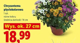 Chryzantema pięciokolorowa