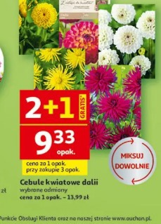 Cebule kwiatowe dalii