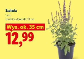 Szałwia