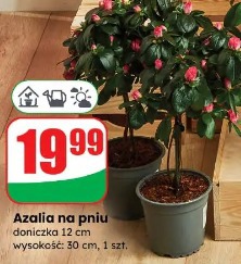 Azalia na pniu