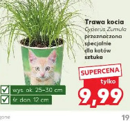 Trawa kocia Cyperus Zumula