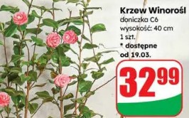 Krzew winorośl