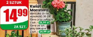 Kwiat Monstera