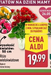 Róże wielokwiatowe