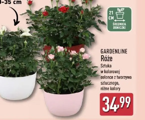 Gardenline Róże w kolorowej osłonce z tworzywa sztucznego