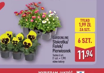 Gardenline Stokrotka/Fiotek/Pierwiosnek