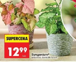 Syngonium