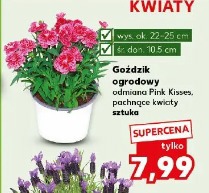 Goździk ogrodowy odmiana Pink Kisses, pachnące kwiaty
