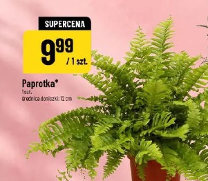 Paprota