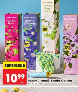 Krzew Clematis Skarby Ogrodu