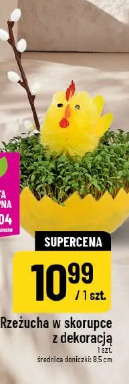 Rzeżucha w skorupce z dekoracją