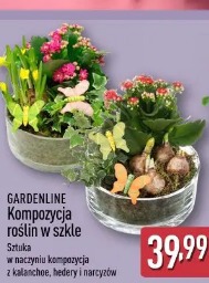 Gardenline Kompozycja roślin w szkle
