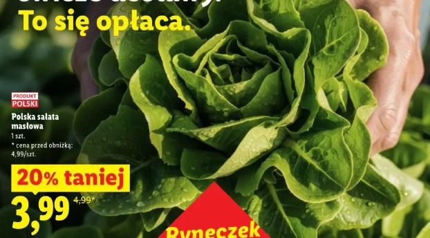 Polska sałata masłowa