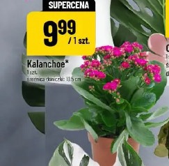 Kalanchoe