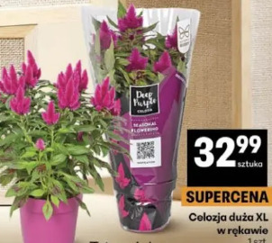 Celozja duża XL w rękawie
