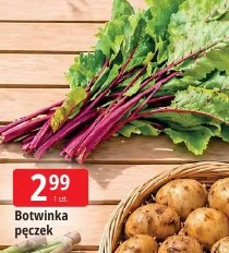 Botwinka pęczek