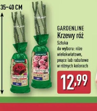 Gardenline Krzewy róż