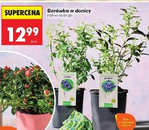 Borówka w doicy