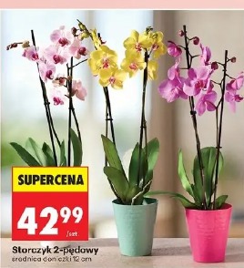 Storczyk 2-pędowy