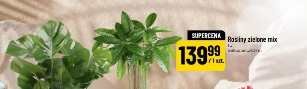 Rośliny zielone mix
