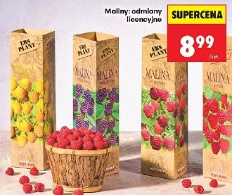 Maliny: odmiany licencyjne