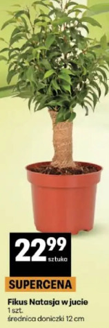 Fikus Natasja w jucie