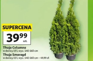 Thuja Columna