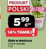 Zioła w doniczce