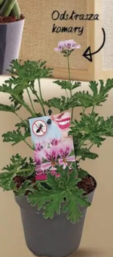 Pelargonia Lemon Geranium