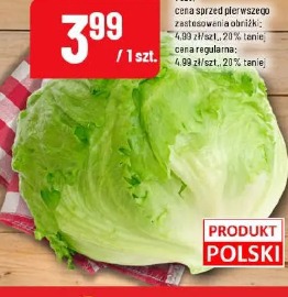 Sałata lodowa