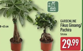 Gardenline Fikus Ginseng/Pachira