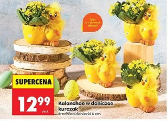 Kalanchoe w doniczce kurczak