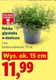 Polska gipsówka w doniczce