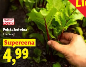 Polska botwina