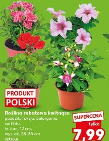 Roślina rabatowa kwitnąca goździk, fuksja, pelargonia, surfinia