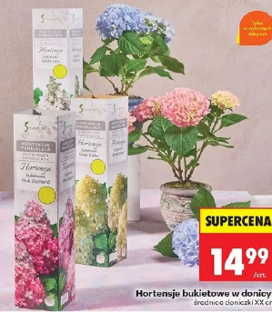 Hortensje bukietowe w donicy