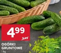 Ogórki gruntowe
