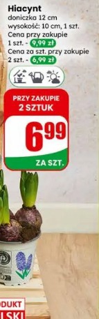 Hiacynt doniczka 12 cm