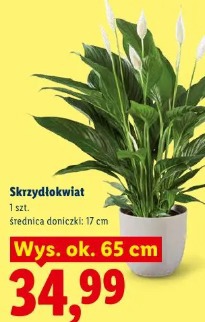 Skrzydłokwiat