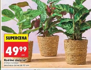 Roślina zielona różne rodzaje