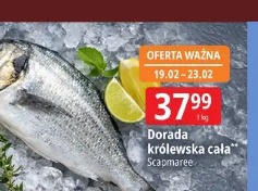 Dorada królewska cała Scampamare