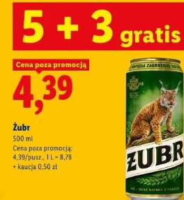 Żubr