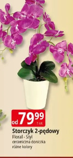 Storczyk 2-pędowy Floral - Styl