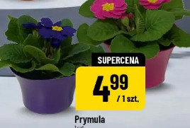 Prymula